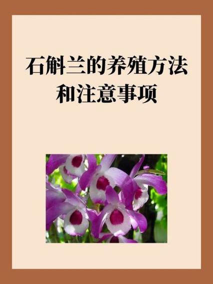 石斛兰如何施肥(石斛兰如何施肥视频)-第8张图片-多多自然网 石斛兰如何施肥(石斛兰如何施肥视频)-第8张图片-多多自然网