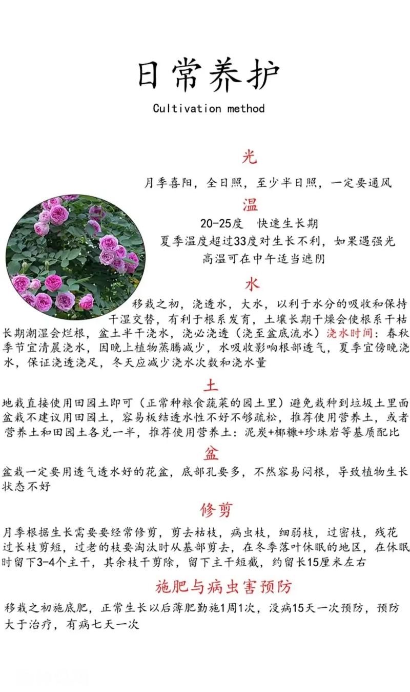盆栽月季花的养殖方法(盆栽月季花的养殖方法和注意事项)-第1张图片-多多自然网 盆栽月季花的养殖方法(盆栽月季花的养殖方法和注意事项)-第1张图片-多多自然网