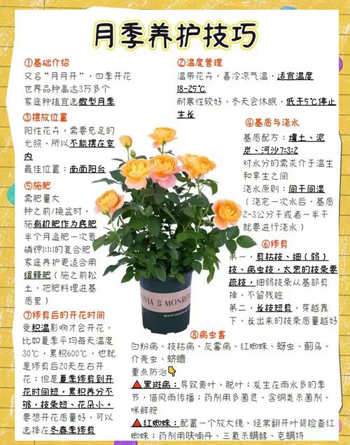 盆栽月季花的养殖方法(盆栽月季花的养殖方法和注意事项)-第3张图片-多多自然网 盆栽月季花的养殖方法(盆栽月季花的养殖方法和注意事项)-第3张图片-多多自然网