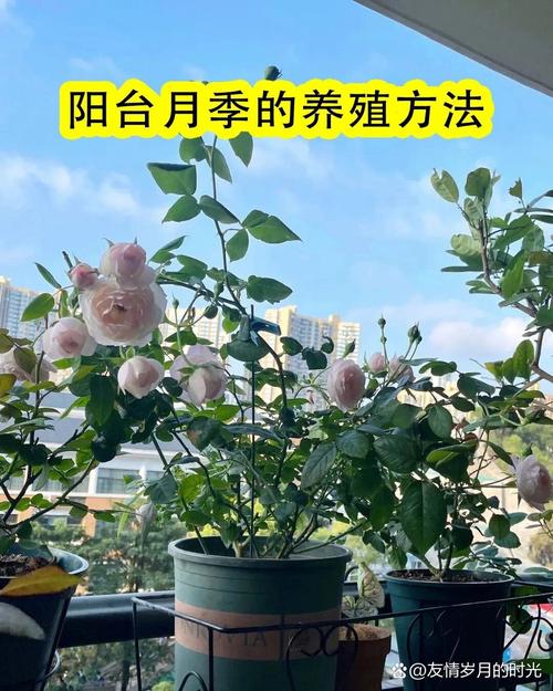 盆栽月季花的养殖方法(盆栽月季花的养殖方法和注意事项)-第5张图片-多多自然网 盆栽月季花的养殖方法(盆栽月季花的养殖方法和注意事项)-第5张图片-多多自然网