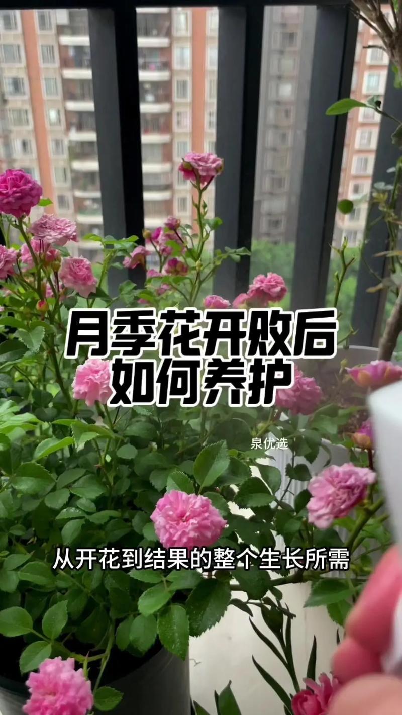 盆栽月季花的养殖方法(盆栽月季花的养殖方法和注意事项)-第6张图片-多多自然网 盆栽月季花的养殖方法(盆栽月季花的养殖方法和注意事项)-第6张图片-多多自然网