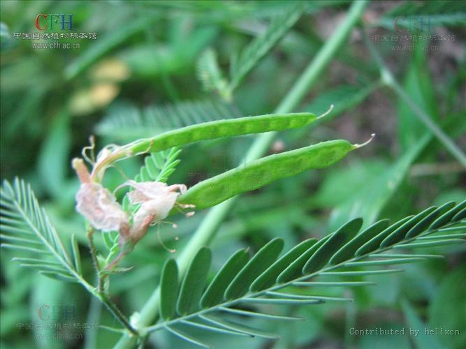 合萌的功效与作用(合萌草是含羞草吗)-第1张图片-多多自然网 合萌的功效与作用(合萌草是含羞草吗)-第1张图片-多多自然网