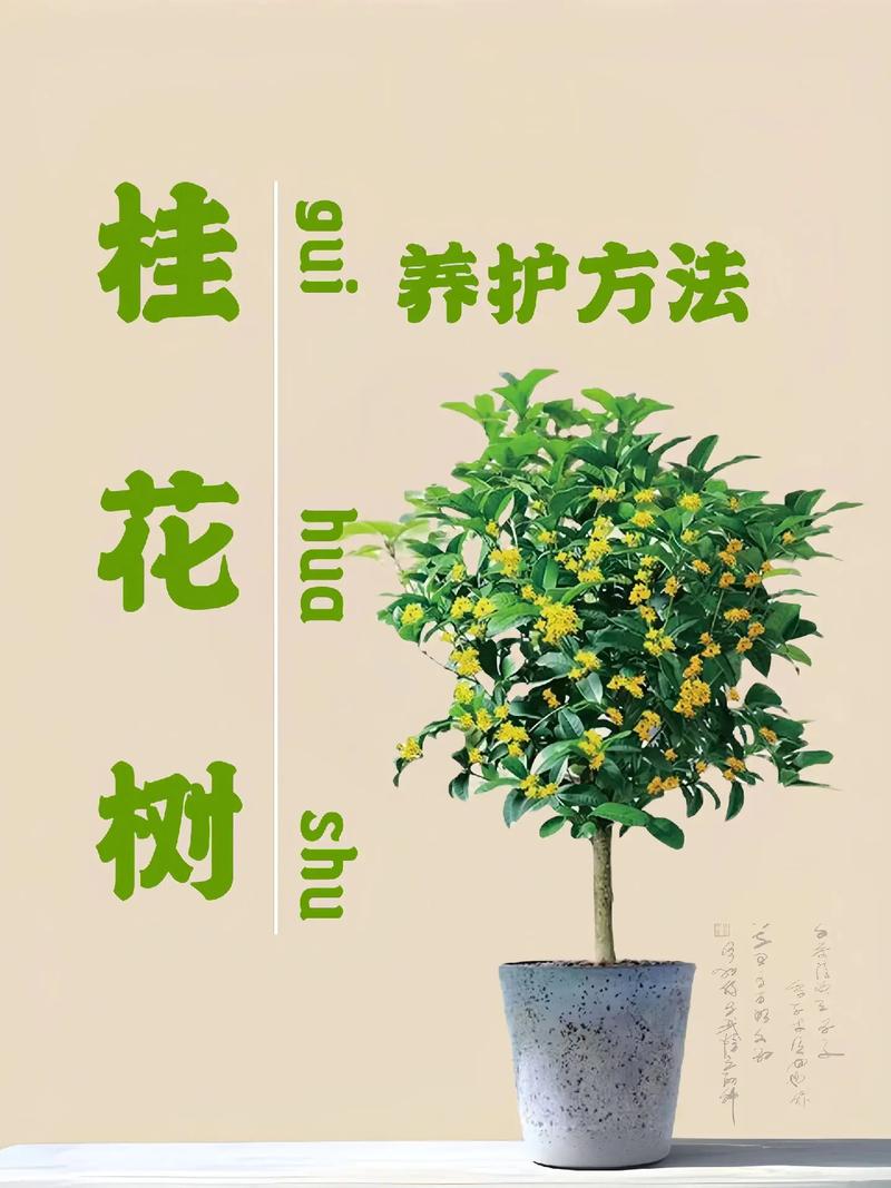 桂花如何修剪开花多(桂花怎么修剪枝叶及修剪时间)-第2张图片-多多自然网 桂花如何修剪开花多(桂花怎么修剪枝叶及修剪时间)-第2张图片-多多自然网