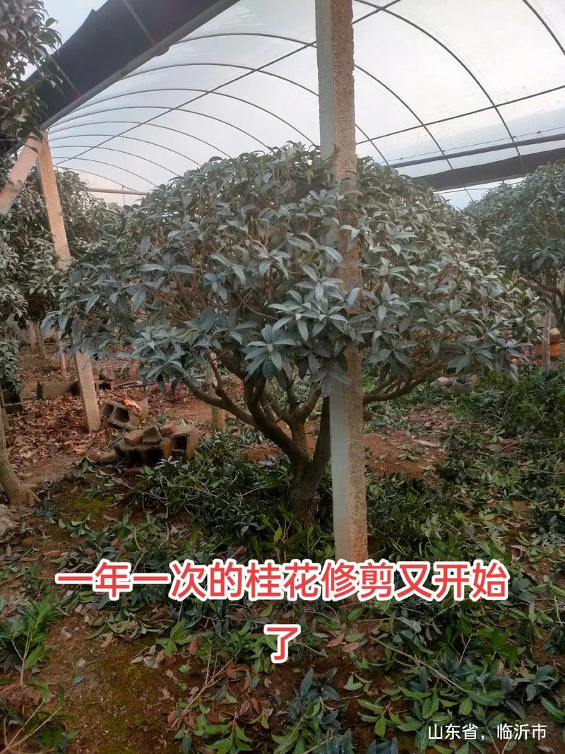 桂花如何修剪开花多(桂花怎么修剪枝叶及修剪时间)-第6张图片-多多自然网 桂花如何修剪开花多(桂花怎么修剪枝叶及修剪时间)-第6张图片-多多自然网