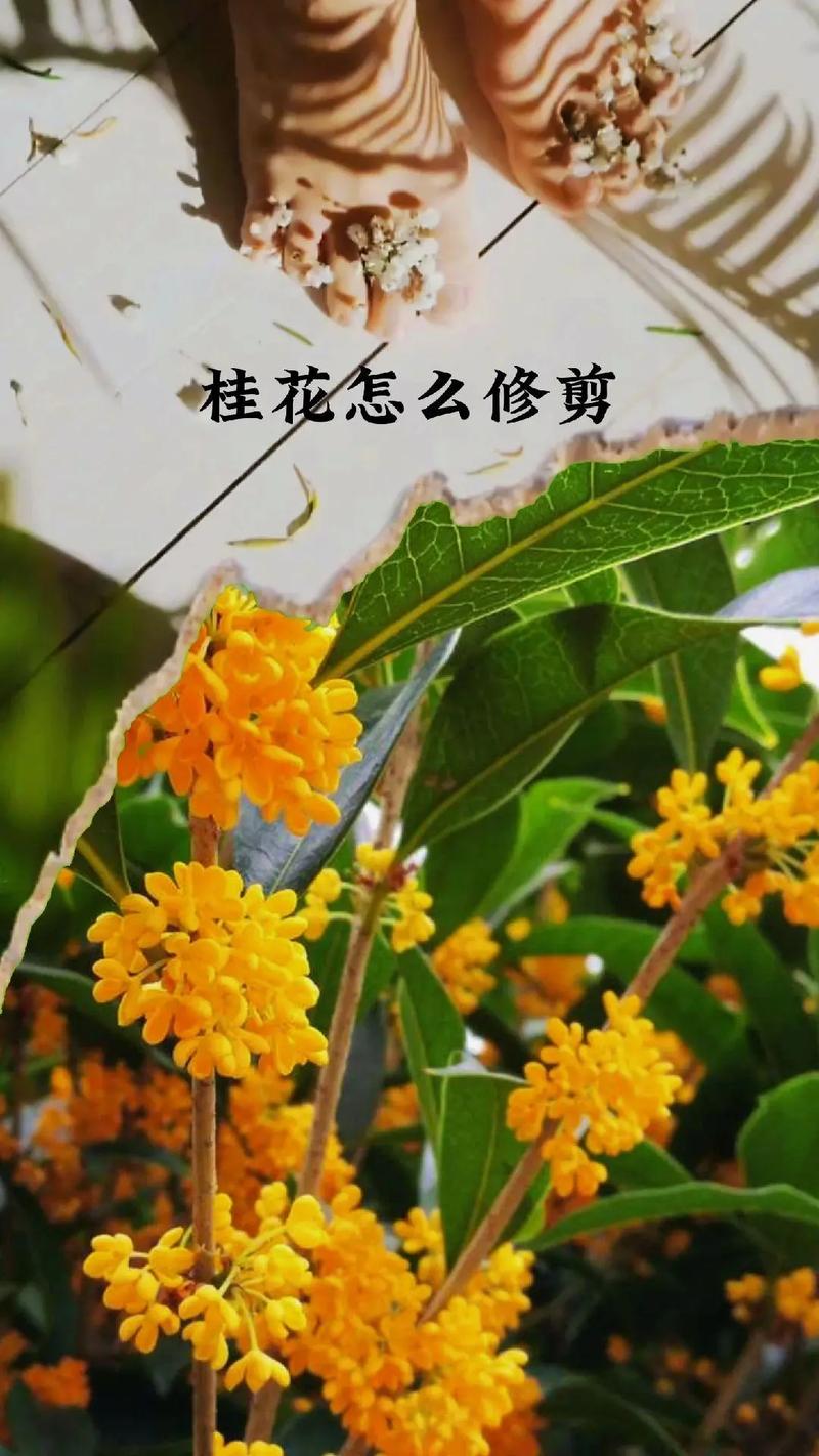 桂花如何修剪开花多(桂花怎么修剪枝叶及修剪时间)-第7张图片-多多自然网 桂花如何修剪开花多(桂花怎么修剪枝叶及修剪时间)-第7张图片-多多自然网