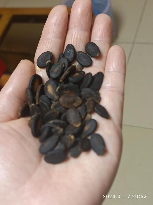 西瓜籽是怎么种出来的(西瓜籽怎么种植视频)-第2张图片-多多自然网 西瓜籽是怎么种出来的(西瓜籽怎么种植视频)-第2张图片-多多自然网