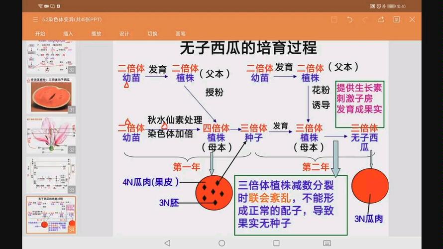 西瓜籽是怎么种出来的(西瓜籽怎么种植视频)-第3张图片-多多自然网 西瓜籽是怎么种出来的(西瓜籽怎么种植视频)-第3张图片-多多自然网