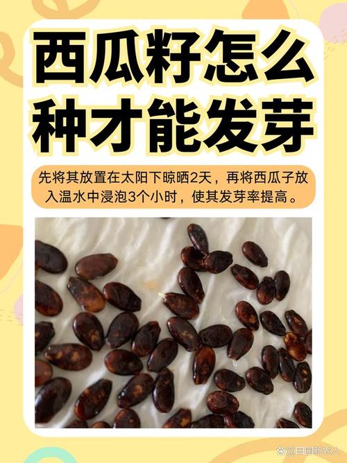 西瓜籽是怎么种出来的(西瓜籽怎么种植视频)-第4张图片-多多自然网 西瓜籽是怎么种出来的(西瓜籽怎么种植视频)-第4张图片-多多自然网