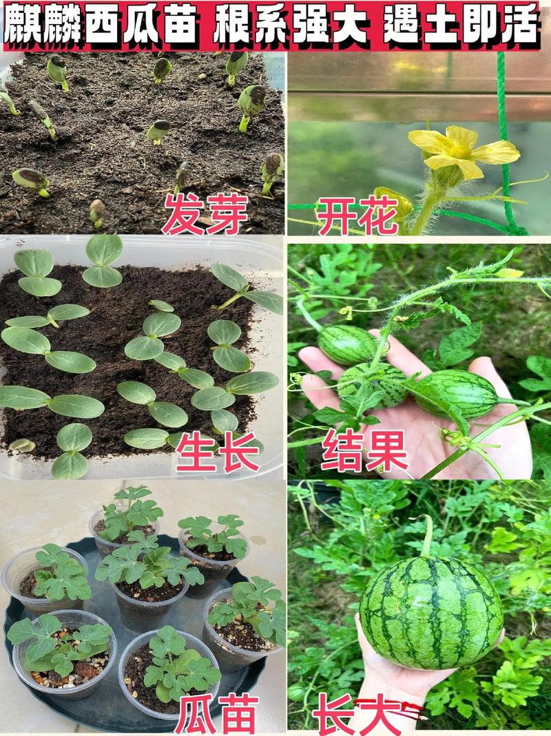 西瓜籽是怎么种出来的(西瓜籽怎么种植视频)-第5张图片-多多自然网 西瓜籽是怎么种出来的(西瓜籽怎么种植视频)-第5张图片-多多自然网