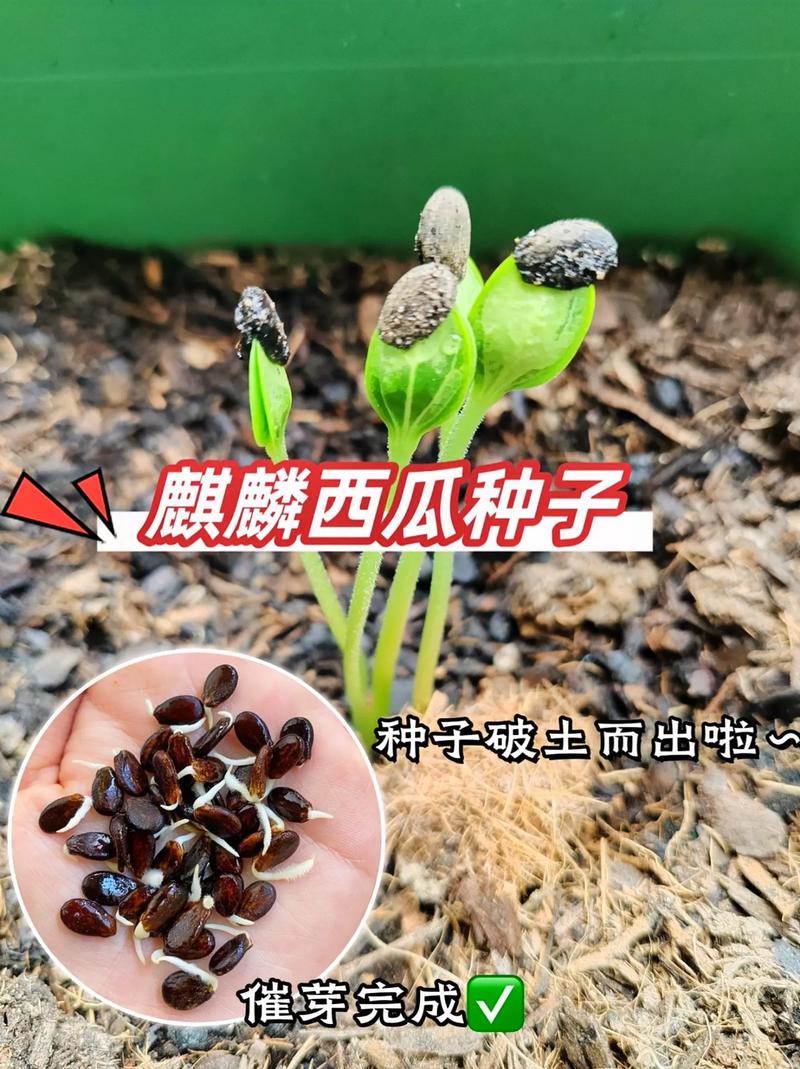西瓜籽是怎么种出来的(西瓜籽怎么种植视频)-第6张图片-多多自然网 西瓜籽是怎么种出来的(西瓜籽怎么种植视频)-第6张图片-多多自然网