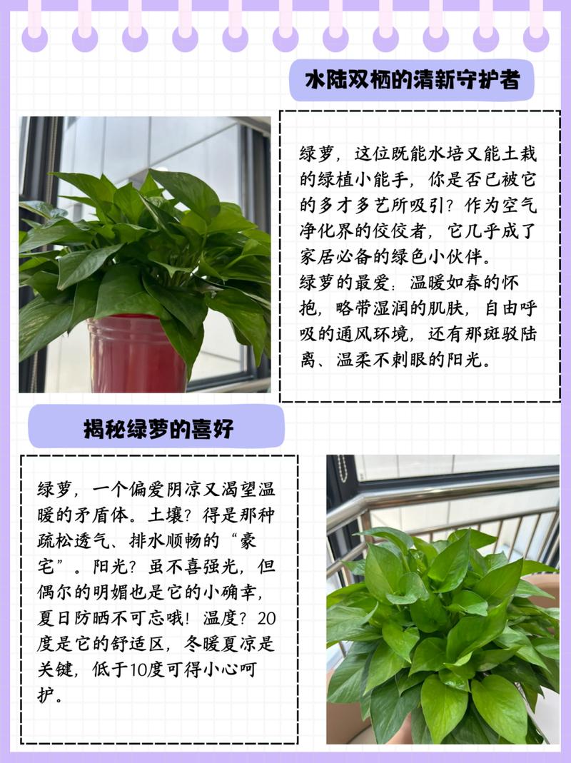 绿萝多久浇一次水(室内绿萝多久浇一次水)-第3张图片-多多自然网 绿萝多久浇一次水(室内绿萝多久浇一次水)-第3张图片-多多自然网