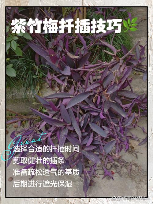紫竹梅的扦插方法（紫竹梅扦插方法图解,扦插几天成活?）-第3张图片-多多自然网
