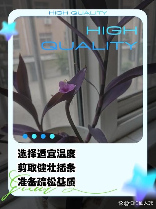 紫竹梅的扦插方法（紫竹梅扦插方法图解,扦插几天成活?）-第5张图片-多多自然网