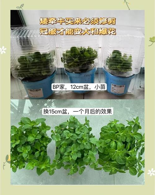 矮牵牛怎么打顶（矮牵牛打顶和摘心区别）-第2张图片-多多自然网