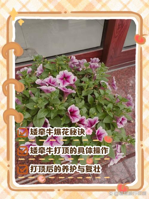 矮牵牛怎么打顶（矮牵牛打顶和摘心区别）-第5张图片-多多自然网