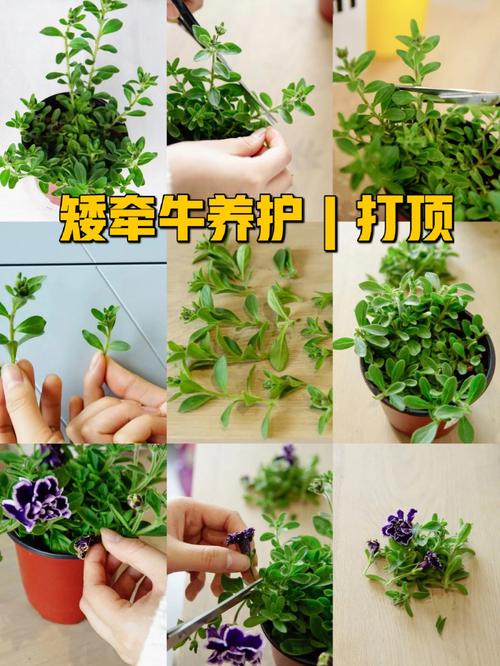 矮牵牛怎么打顶（矮牵牛打顶和摘心区别）-第8张图片-多多自然网
