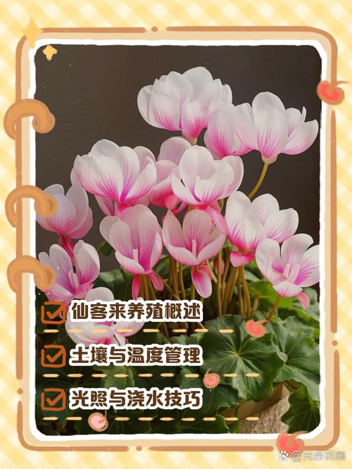 仙客来夏天怎么养(仙客来夏天怎么办)-第1张图片-多多自然网 仙客来夏天怎么养(仙客来夏天怎么办)-第1张图片-多多自然网