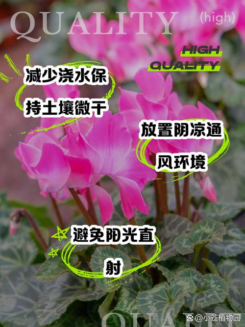 仙客来夏天怎么养(仙客来夏天怎么办)-第4张图片-多多自然网 仙客来夏天怎么养(仙客来夏天怎么办)-第4张图片-多多自然网