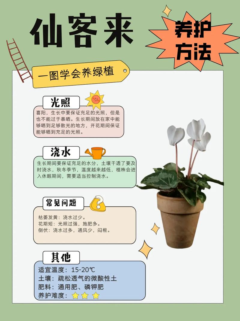 仙客来夏天怎么养(仙客来夏天怎么办)-第5张图片-多多自然网 仙客来夏天怎么养(仙客来夏天怎么办)-第5张图片-多多自然网