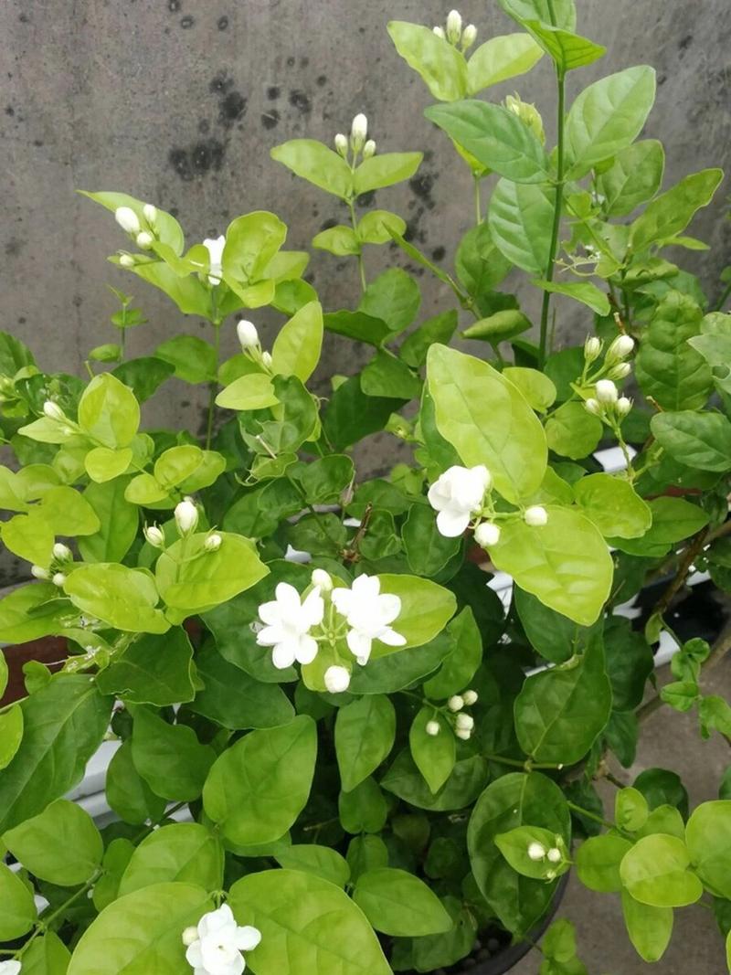 茉莉花冬季室内能开花吗(茉莉花冬天需要移到室内吗)-第1张图片-多多自然网 茉莉花冬季室内能开花吗(茉莉花冬天需要移到室内吗)-第1张图片-多多自然网