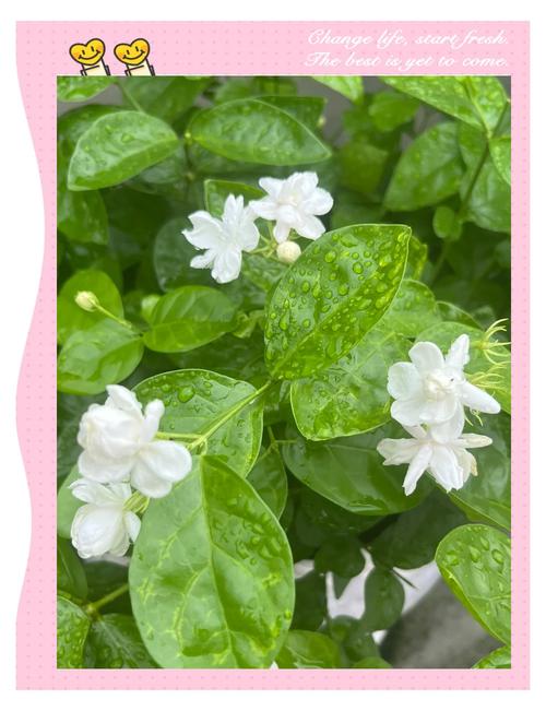 茉莉花冬季室内能开花吗(茉莉花冬天需要移到室内吗)-第2张图片-多多自然网 茉莉花冬季室内能开花吗(茉莉花冬天需要移到室内吗)-第2张图片-多多自然网