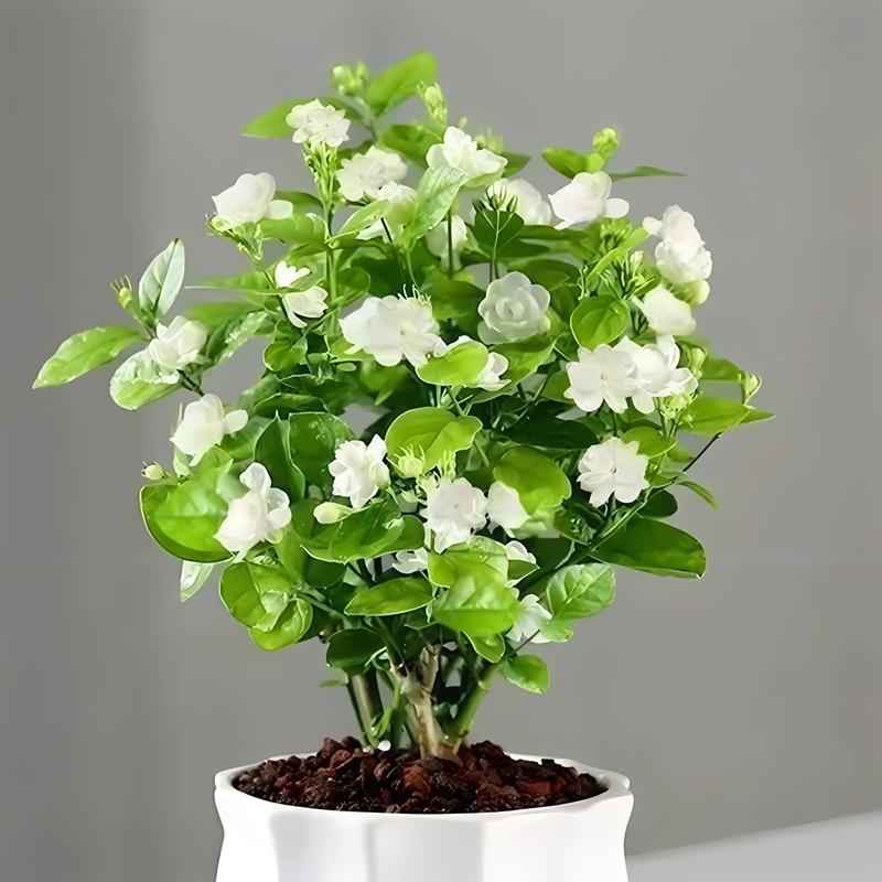 茉莉花冬季室内能开花吗(茉莉花冬天需要移到室内吗)-第4张图片-多多自然网 茉莉花冬季室内能开花吗(茉莉花冬天需要移到室内吗)-第4张图片-多多自然网