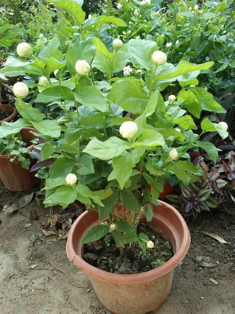 茉莉花冬季室内能开花吗(茉莉花冬天需要移到室内吗)-第6张图片-多多自然网 茉莉花冬季室内能开花吗(茉莉花冬天需要移到室内吗)-第6张图片-多多自然网