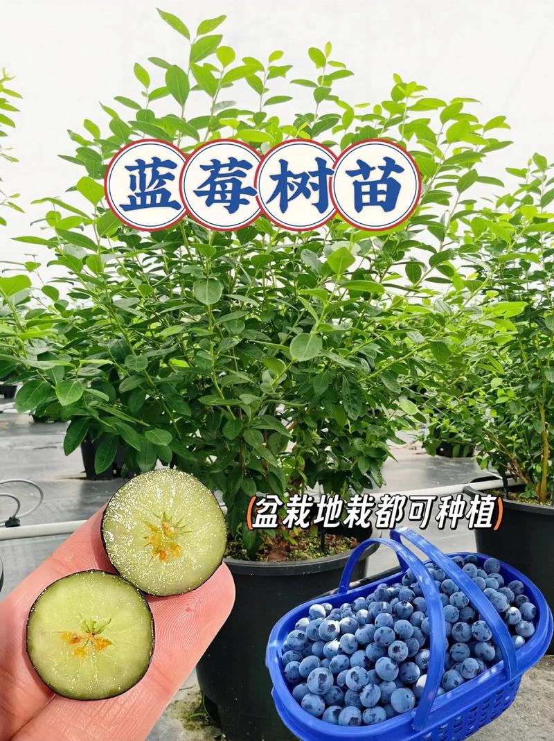 蓝莓树苗怎么种植(蓝莓树苗怎么种植方法)-第2张图片-多多自然网 蓝莓树苗怎么种植(蓝莓树苗怎么种植方法)-第2张图片-多多自然网