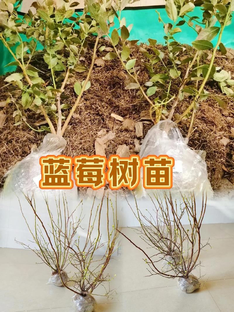 蓝莓树苗怎么种植(蓝莓树苗怎么种植方法)-第3张图片-多多自然网 蓝莓树苗怎么种植(蓝莓树苗怎么种植方法)-第3张图片-多多自然网