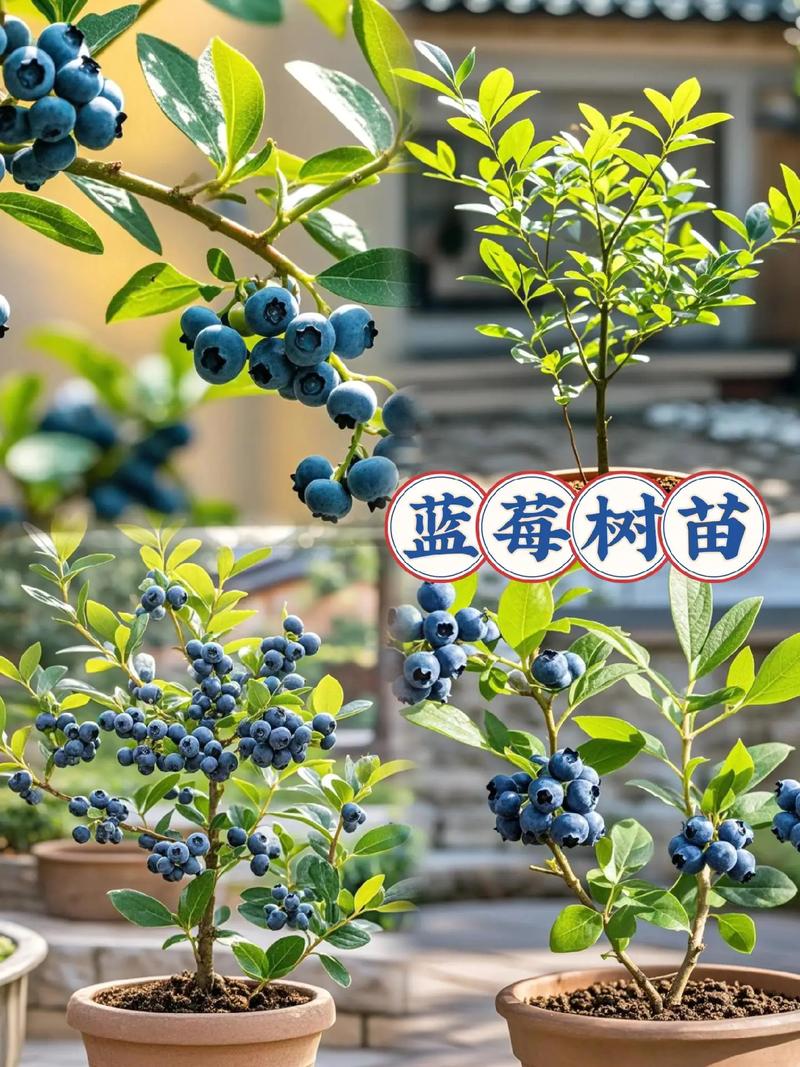 蓝莓树苗怎么种植(蓝莓树苗怎么种植方法)-第4张图片-多多自然网 蓝莓树苗怎么种植(蓝莓树苗怎么种植方法)-第4张图片-多多自然网