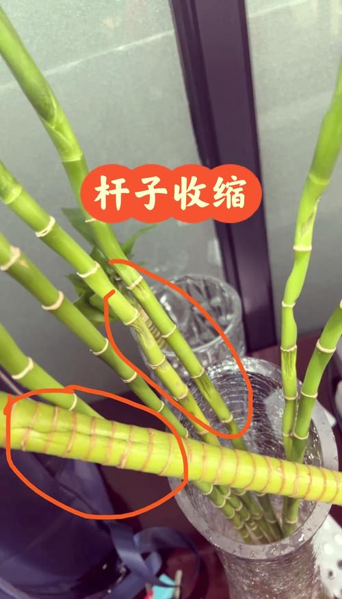 富贵竹如何一根变两根(富贵竹怎样一根变两根)-第1张图片-多多自然网 富贵竹如何一根变两根(富贵竹怎样一根变两根)-第1张图片-多多自然网