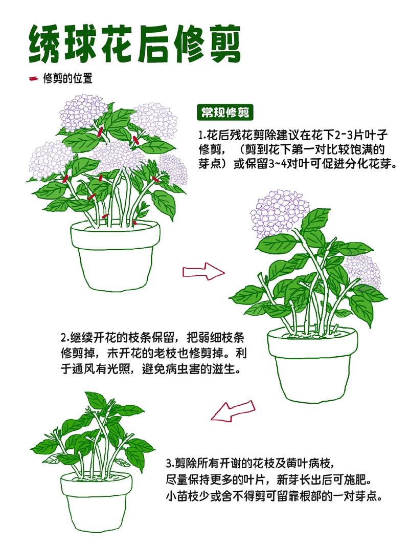 绣球花的修剪方法(绣球花的修剪方法和土壤选取)-第1张图片-多多自然网 绣球花的修剪方法(绣球花的修剪方法和土壤选取)-第1张图片-多多自然网