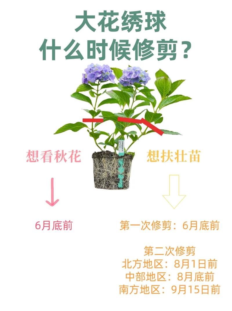 绣球花的修剪方法(绣球花的修剪方法和土壤选取)-第4张图片-多多自然网 绣球花的修剪方法(绣球花的修剪方法和土壤选取)-第4张图片-多多自然网