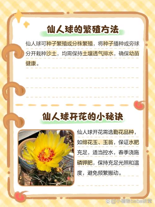 仙人球怎么养(白星仙人球怎么养)-第1张图片-多多自然网 仙人球怎么养(白星仙人球怎么养)-第1张图片-多多自然网