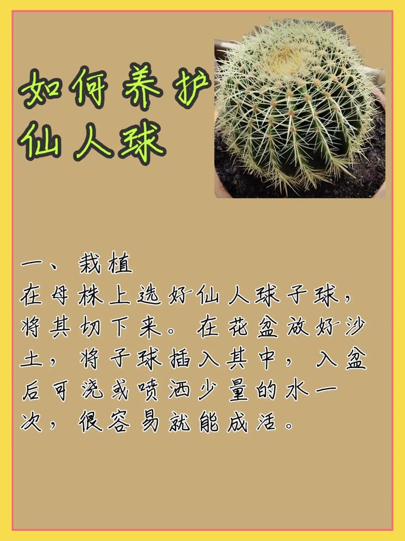 仙人球怎么养(白星仙人球怎么养)-第2张图片-多多自然网 仙人球怎么养(白星仙人球怎么养)-第2张图片-多多自然网