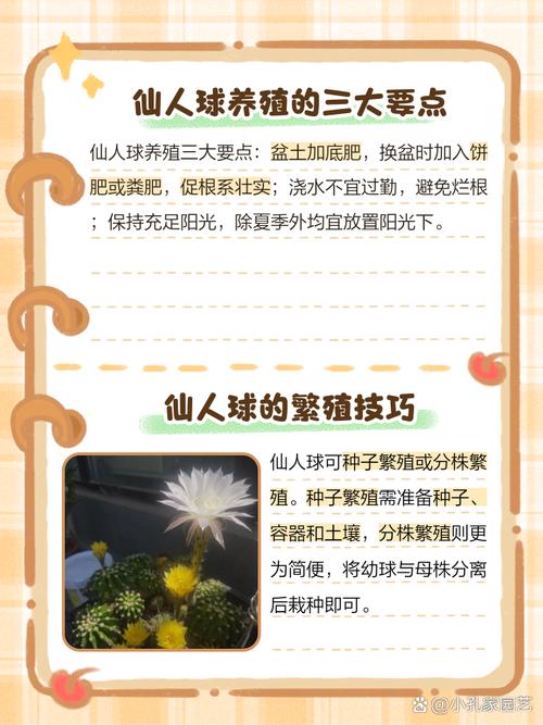 仙人球怎么养(白星仙人球怎么养)-第3张图片-多多自然网 仙人球怎么养(白星仙人球怎么养)-第3张图片-多多自然网