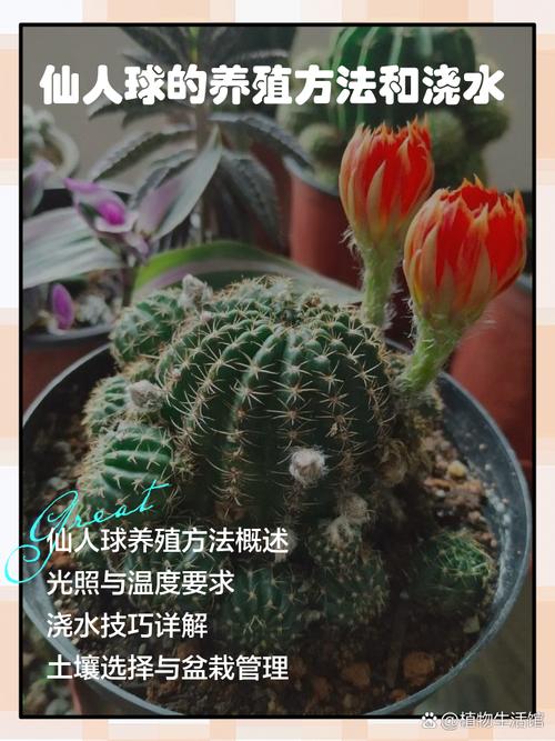 仙人球怎么养(白星仙人球怎么养)-第5张图片-多多自然网 仙人球怎么养(白星仙人球怎么养)-第5张图片-多多自然网