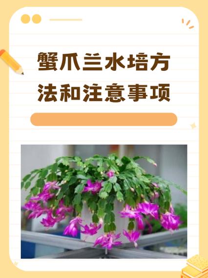 蟹爪兰的养殖方法和注意事项(仙人掌蟹爪兰的养殖方法和注意事项)-第3张图片-多多自然网 蟹爪兰的养殖方法和注意事项(仙人掌蟹爪兰的养殖方法和注意事项)-第3张图片-多多自然网