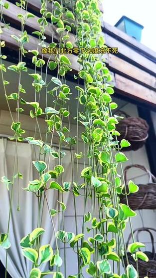 花叶蔓长春可以水培吗（花叶蔓长春可以水培吗图片）-第3张图片-多多自然网