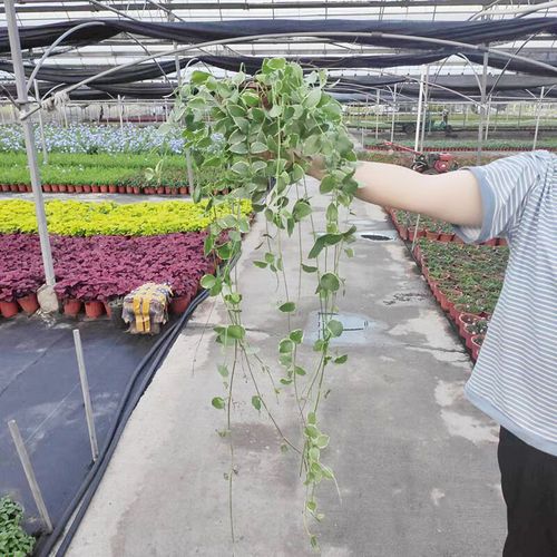 花叶蔓长春可以水培吗（花叶蔓长春可以水培吗图片）-第5张图片-多多自然网