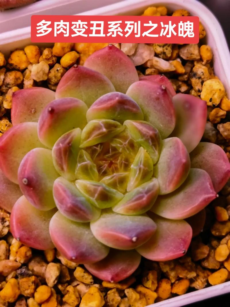 别人的多肉小清新（多肉 小清新）-第3张图片-多多自然网