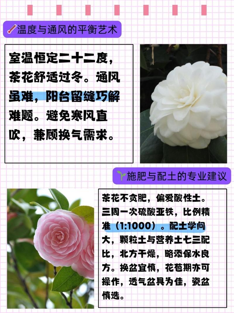 山茶花养殖的禁忌(山茶花咋样养比较好)-第2张图片-多多自然网 山茶花养殖的禁忌(山茶花咋样养比较好)-第2张图片-多多自然网