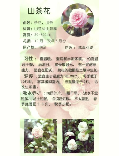 山茶花养殖的禁忌(山茶花咋样养比较好)-第3张图片-多多自然网 山茶花养殖的禁忌(山茶花咋样养比较好)-第3张图片-多多自然网
