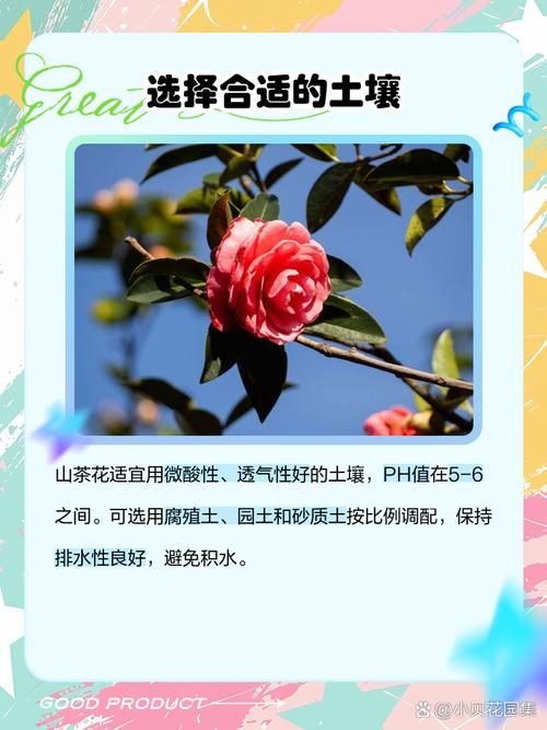 山茶花养殖的禁忌(山茶花咋样养比较好)-第4张图片-多多自然网 山茶花养殖的禁忌(山茶花咋样养比较好)-第4张图片-多多自然网