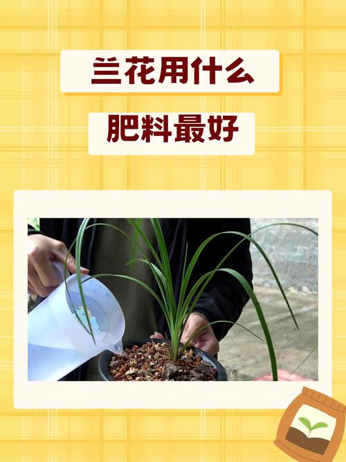 兰花用什么肥料比较好（兰花用什么土栽培比较好）-第3张图片-多多自然网