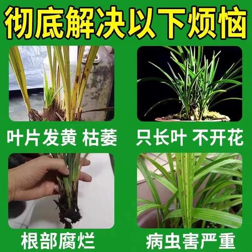 兰花用什么肥料比较好（兰花用什么土栽培比较好）-第6张图片-多多自然网
