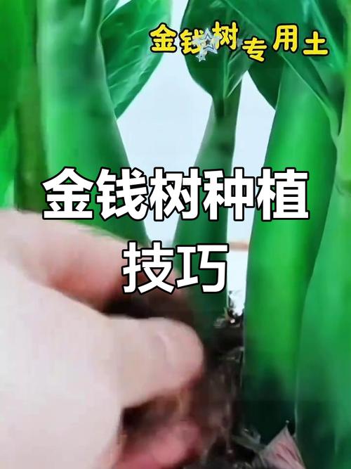 金钱树用什么土栽培(金钱树怎么分株分盆移栽)-第2张图片-多多自然网 金钱树用什么土栽培(金钱树怎么分株分盆移栽)-第2张图片-多多自然网