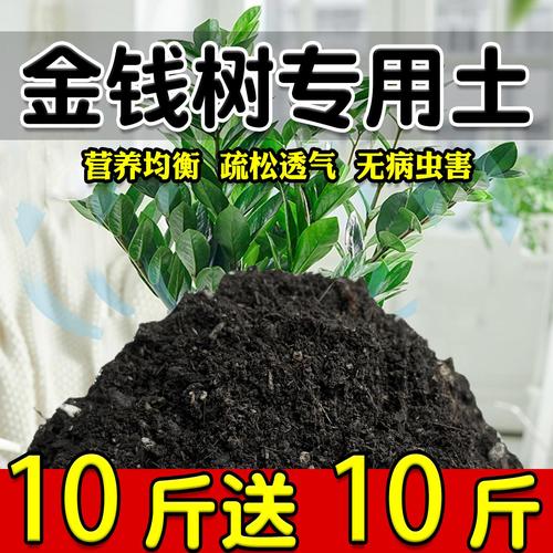 金钱树用什么土栽培(金钱树怎么分株分盆移栽)-第5张图片-多多自然网 金钱树用什么土栽培(金钱树怎么分株分盆移栽)-第5张图片-多多自然网