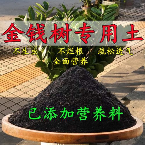 金钱树用什么土栽培(金钱树怎么分株分盆移栽)-第6张图片-多多自然网 金钱树用什么土栽培(金钱树怎么分株分盆移栽)-第6张图片-多多自然网