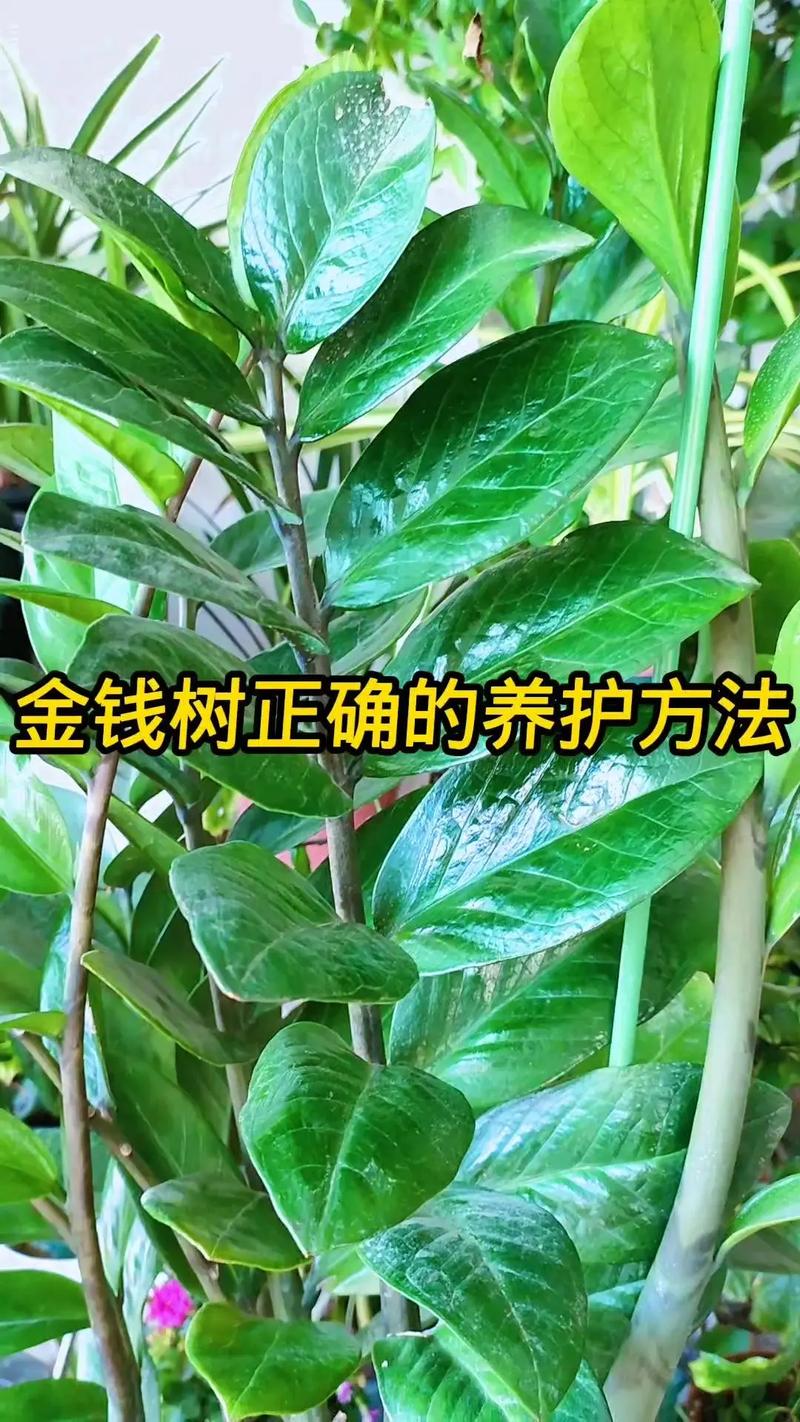 金钱树用什么土栽培(金钱树怎么分株分盆移栽)-第7张图片-多多自然网 金钱树用什么土栽培(金钱树怎么分株分盆移栽)-第7张图片-多多自然网